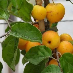 Butterball Crabapple (Malus butterball) 2